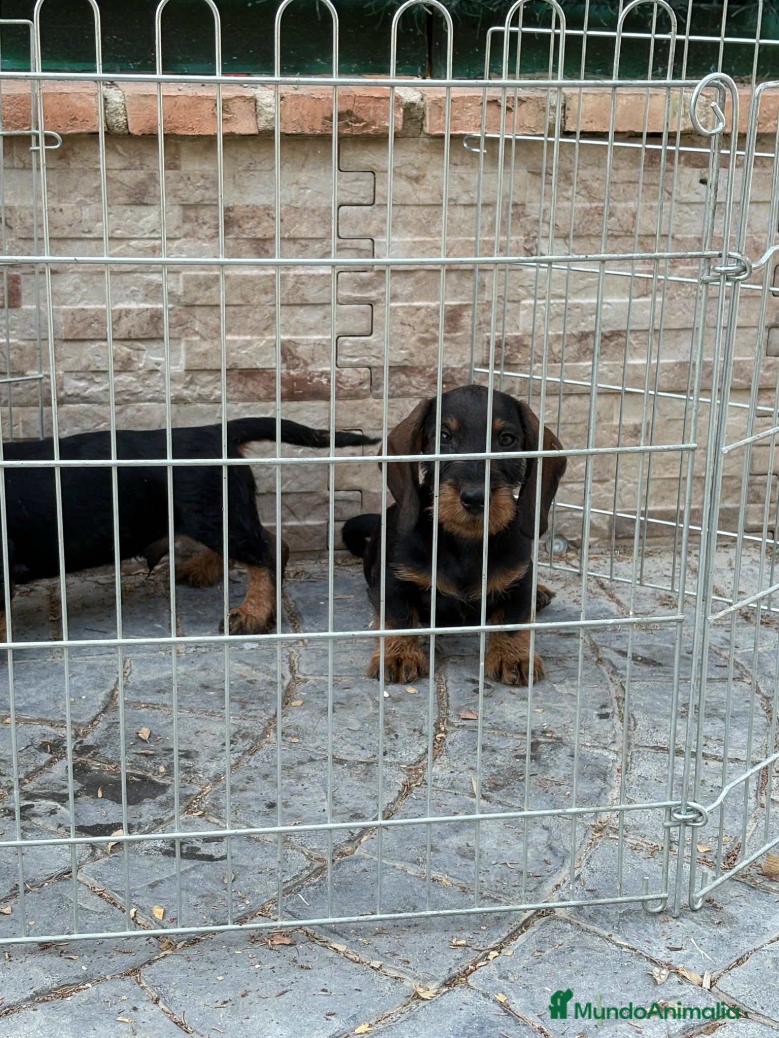 Teckel Miniatura perros en venta: Teckel mini pelo duro  - Anuncio 7