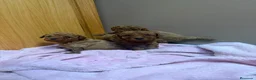 Caniche Toy perros en venta: Caniche toy  - Anuncio 1