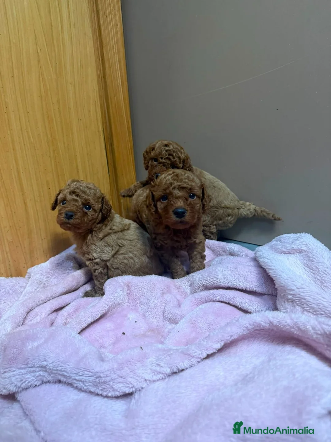 Caniche Toy perros en venta: Caniche toy  - Anuncio 1