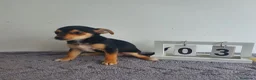 Chihuahua perros en venta: Chihuahua  - Anuncio 4