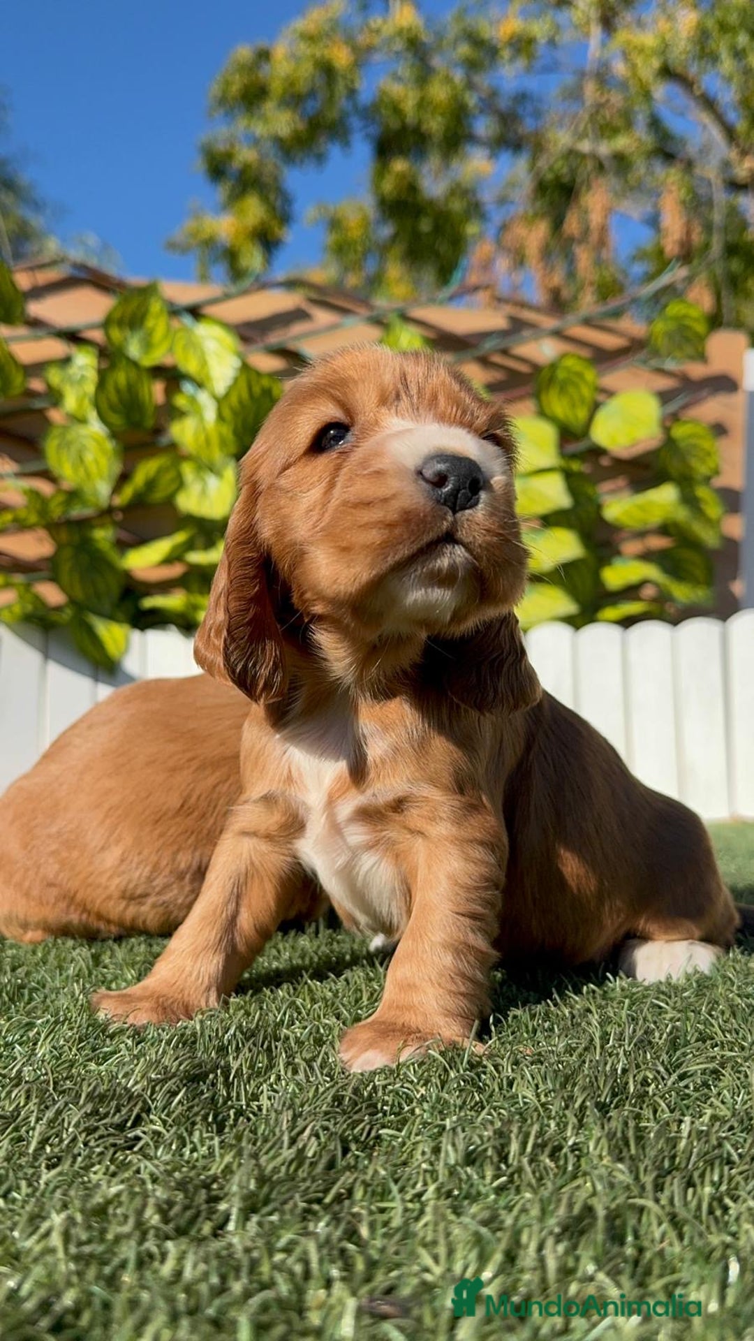 Cocker Spaniel Inglés perros en venta: COCKER SPANIEL INGLES - Anuncio 10