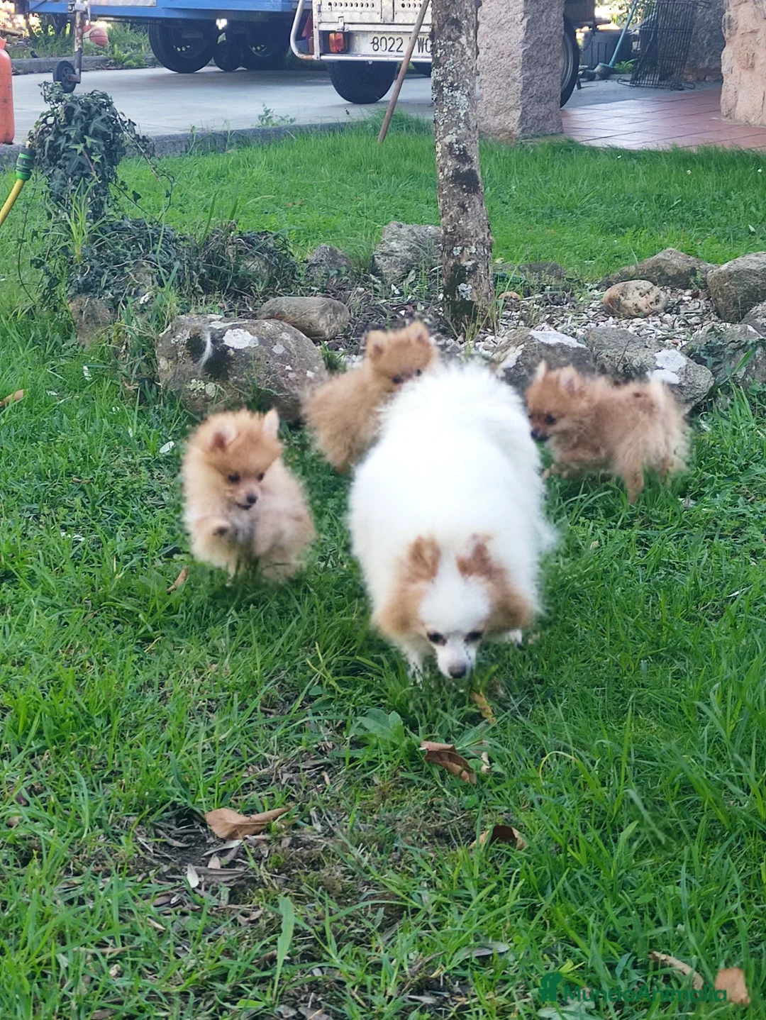 Spitz pequeño - Kleinspitz perros en venta: Cachorros de Kleinspitz  - Anuncio 1