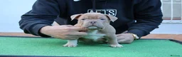 American Bully perros en venta: American bully pocket  - Anuncio 4