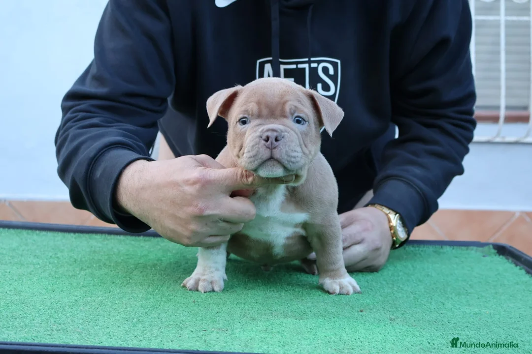 American Bully perros en venta: American bully pocket  - Anuncio 4