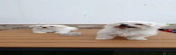 Bichón Maltés perros en venta: Bichón maltés - Anuncio 2