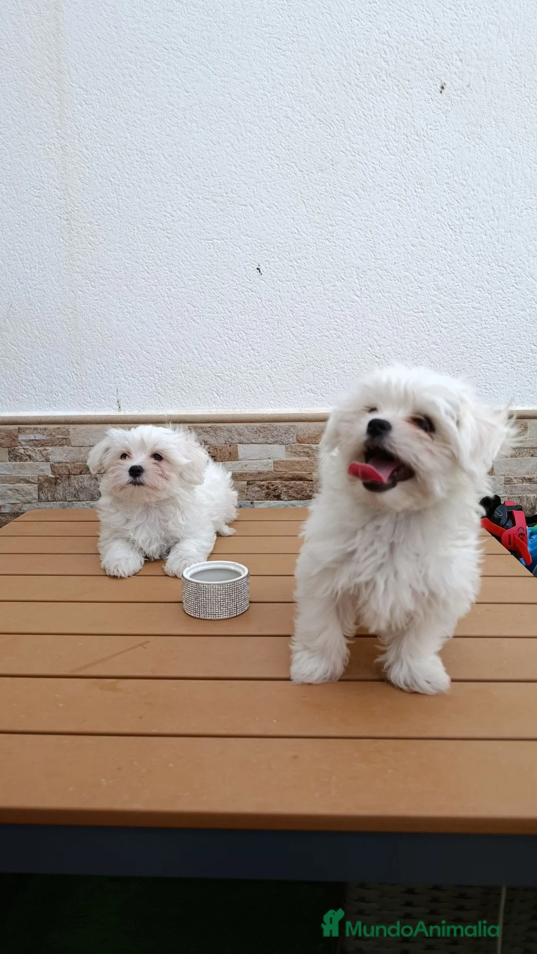 Bichón Maltés perros en venta: Bichón maltés - Anuncio 2