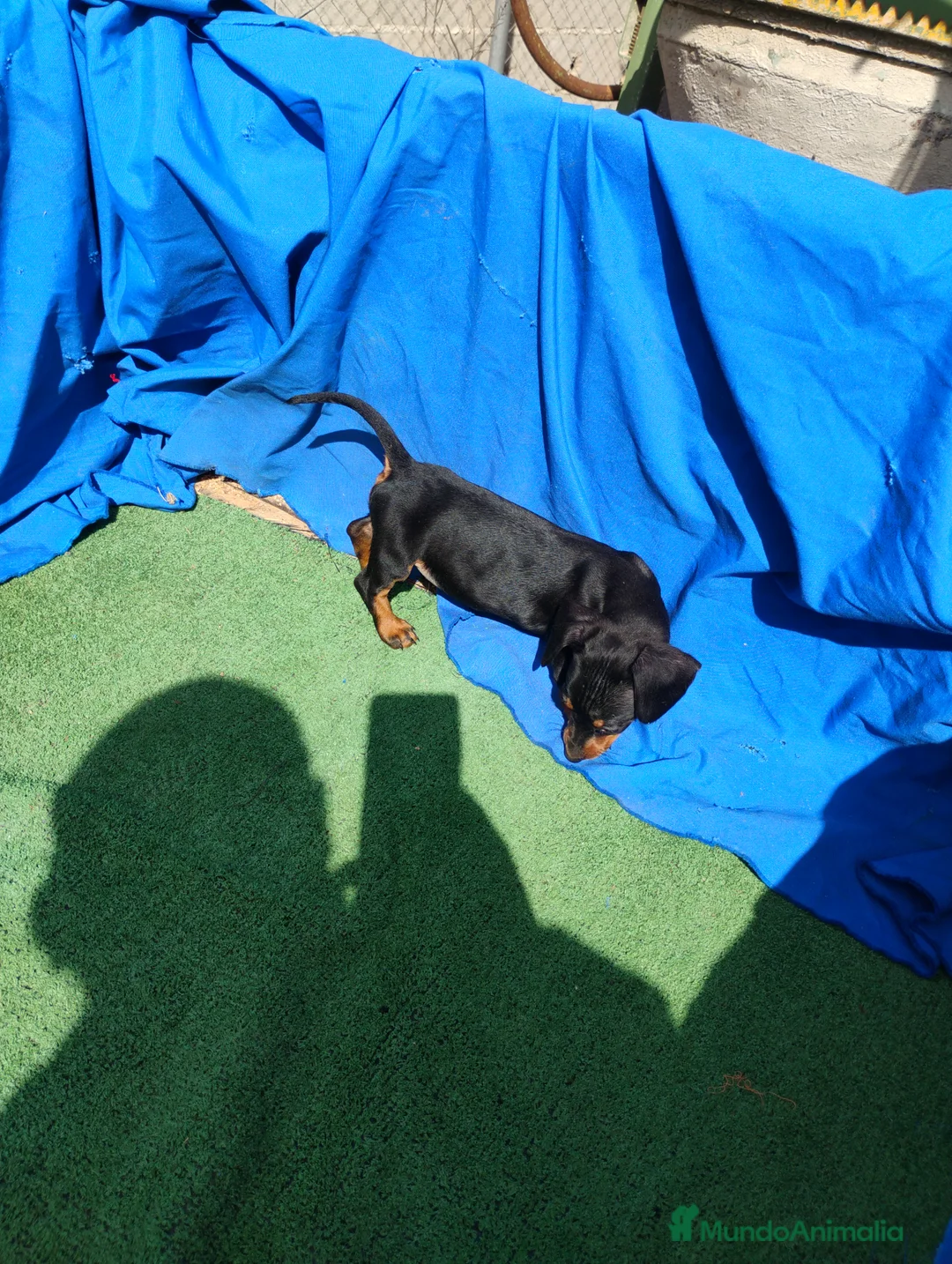 Teckel Miniatura perros en venta: Hembra teckel negro y fuego  - Anuncio 1