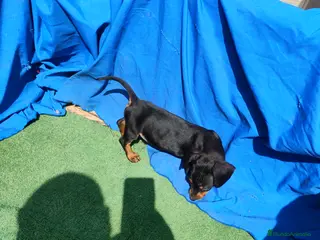 Teckel Miniatura perros Hembra teckel negro y fuego - Anuncio 2