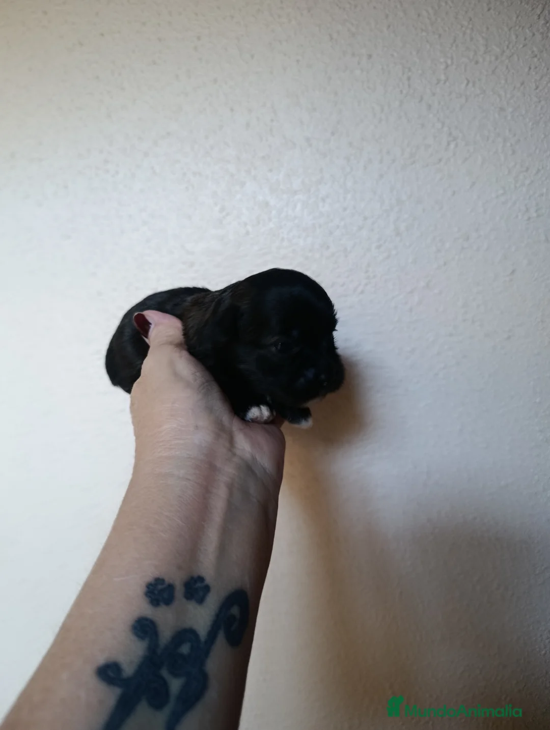 Maltipoo perros en venta: MALTIPOO MACHO NEGRO - Anuncio 1