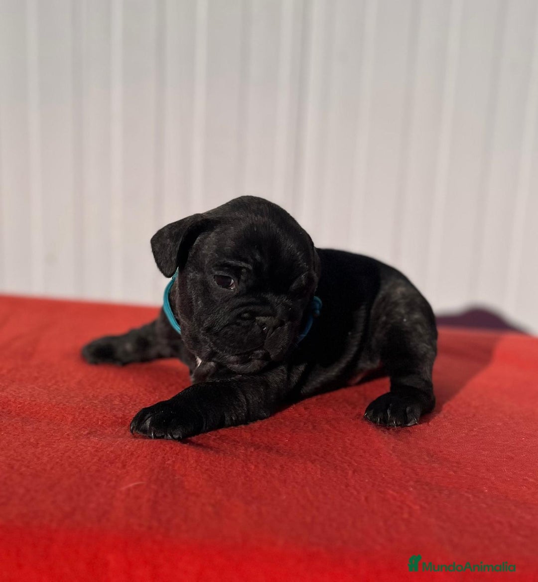 Bulldog Francés perros en venta: Bulldog francés negros  - Anuncio 10