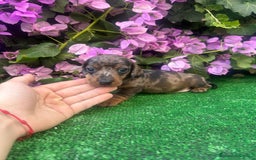 Teckel Miniatura perros en venta: teckel arlequin  - Imagen 5