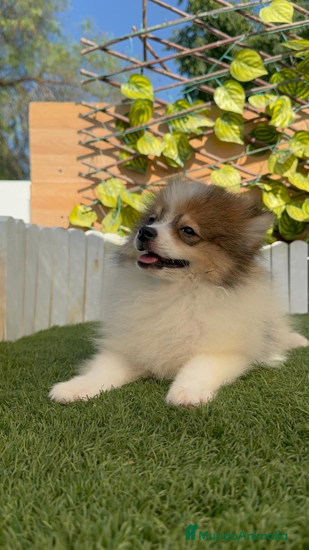 Pomerania perros en venta: POMERANIA MACHO ENVIO A TODA ESPAÑA - Imagen 22