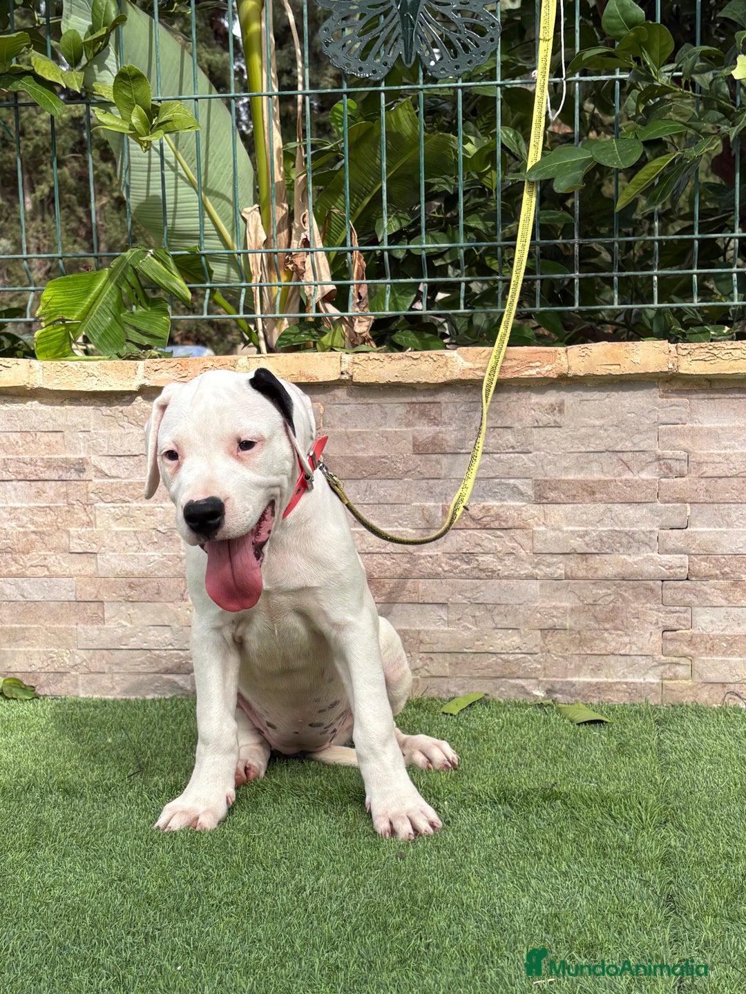 Dogo Argentino perros en venta: Cachorras dogas argentinas  - Imagen 2
