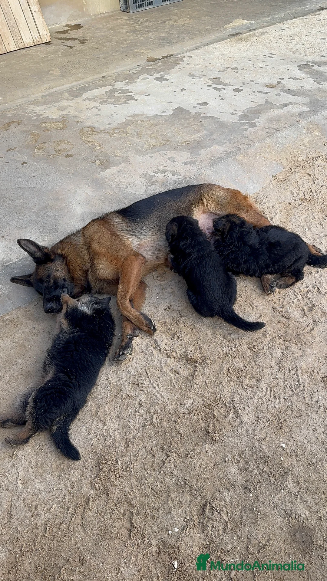 Pastor Alemán perros en venta: CACHORROS DE PASTOR ALEMAN - Anuncio 7