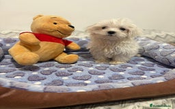 Bichón Maltés perros en venta: Bichon maltés toy  - Imagen 8