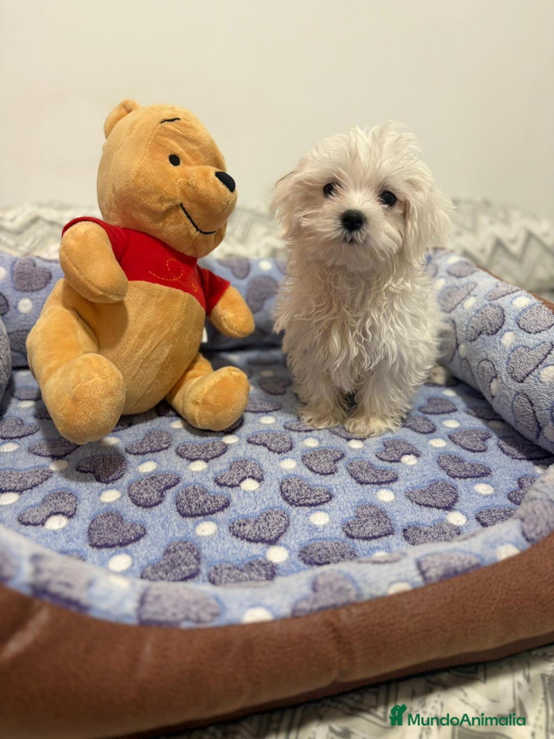 Bichón Maltés perros en venta: Bichon maltés toy  - Imagen 8