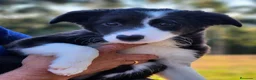 Border Collie perros en venta:  camada de border collie todos los colores - Anuncio 5