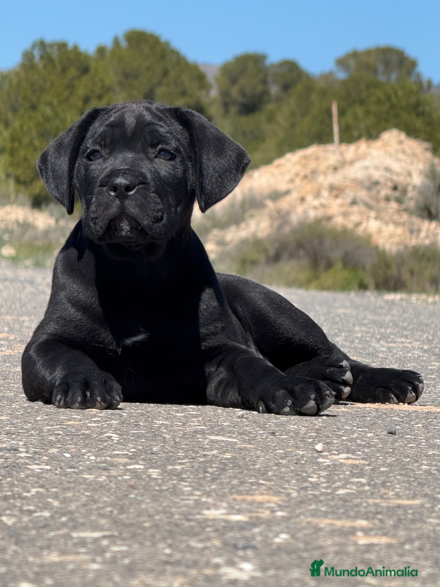 Cane Corso perros Cachorros de Cane Corso - Anuncio 1