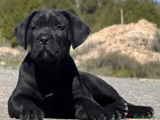 Cane Corso perros Cachorros de Cane Corso - Anuncio 1