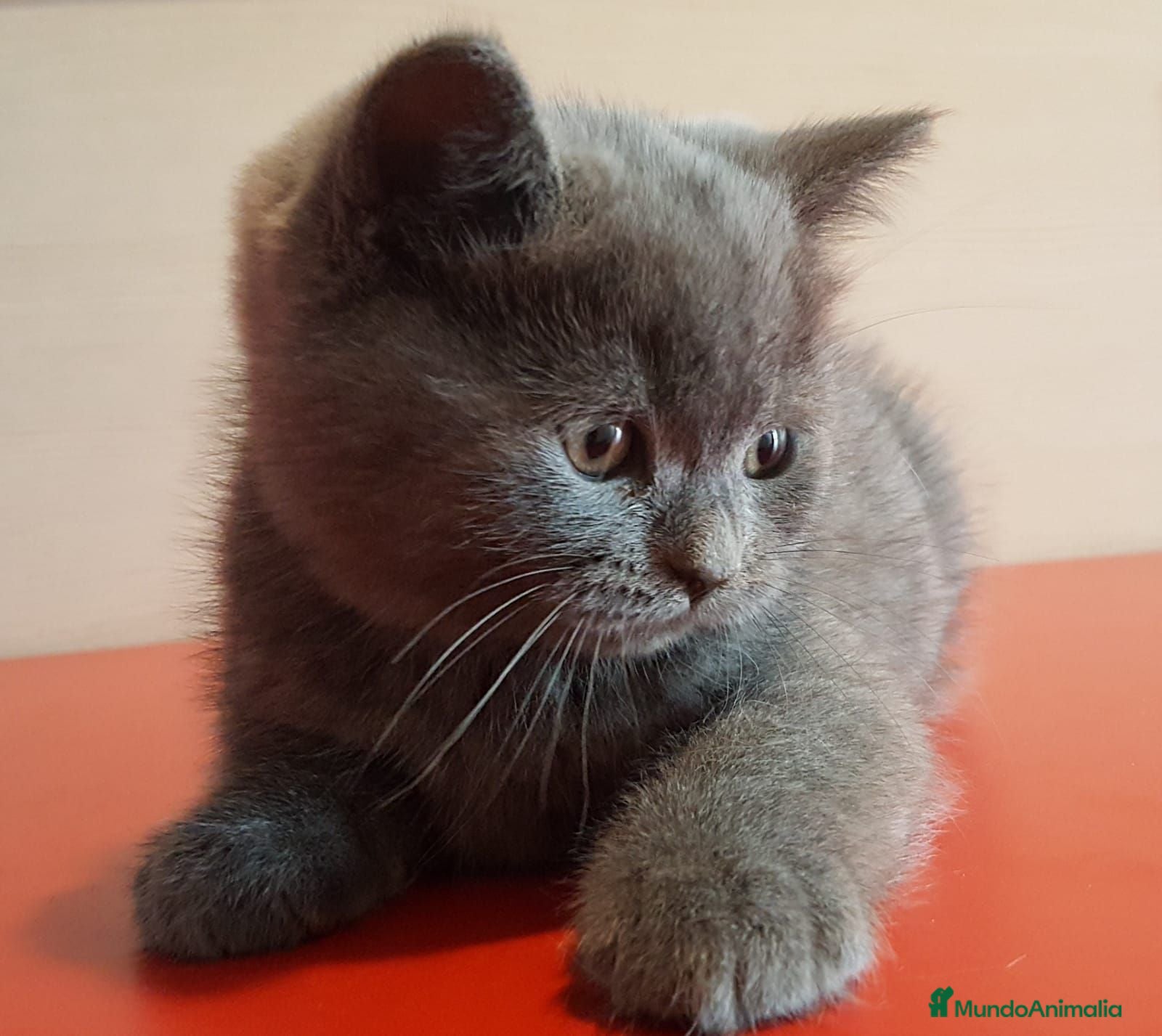Británico de Pelo Corto Azul gatos Gatito British Shorthair  - Anuncio 1