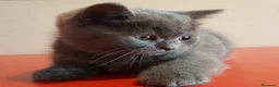 Británico de Pelo Corto Azul gatos en venta: Gatito British Shorthair  - Anuncio 1