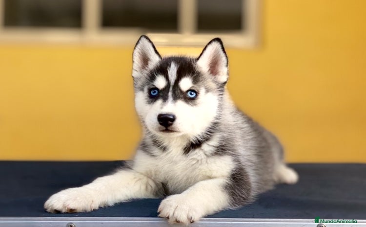 Husky Siberiano perros - Propaganda 10