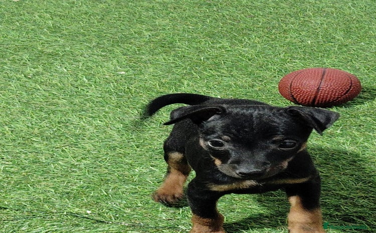 Pinscher Miniatura perros - Propaganda 1