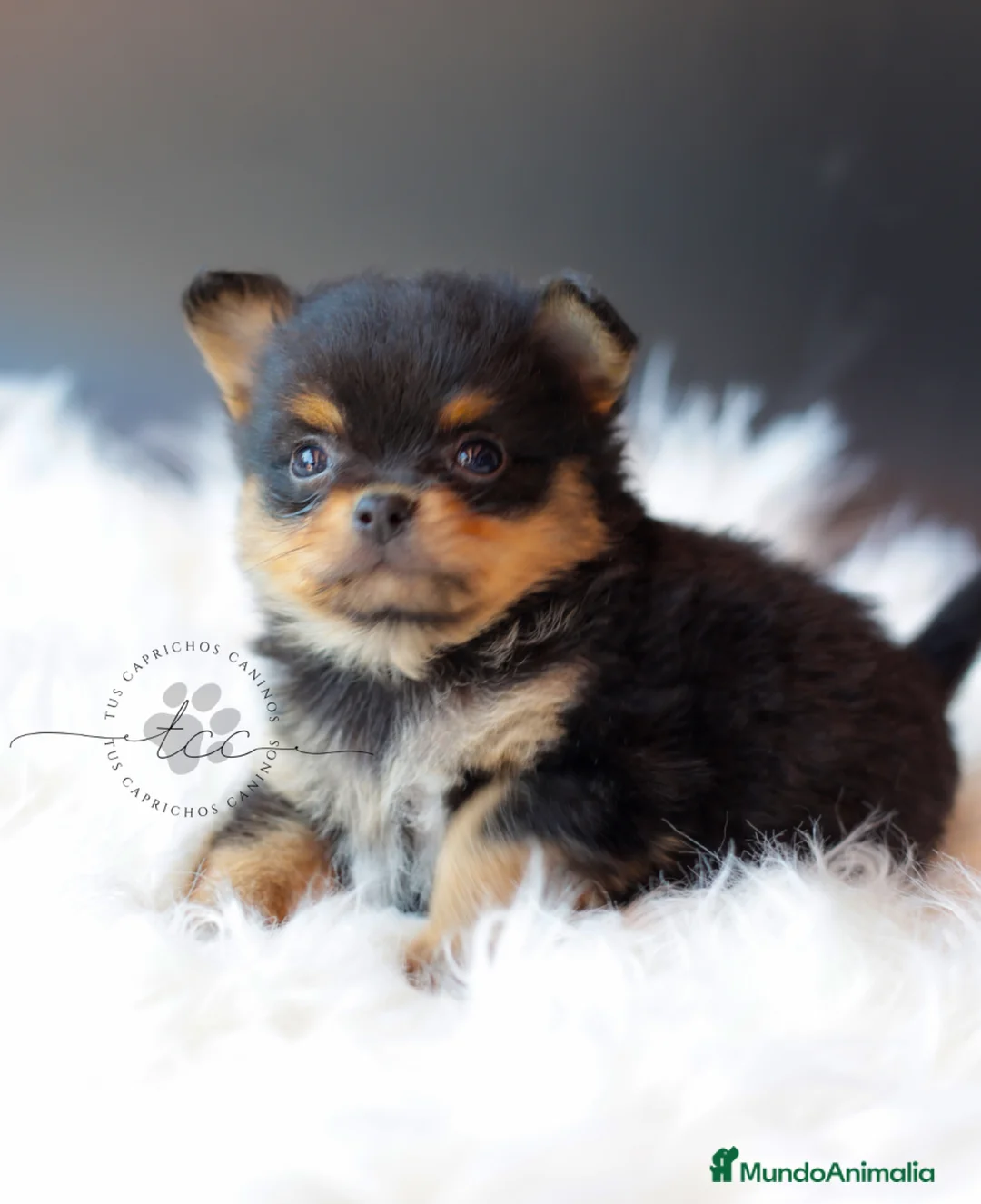 Pomchi perros en venta: Pomchi tricolor  - Anuncio 5