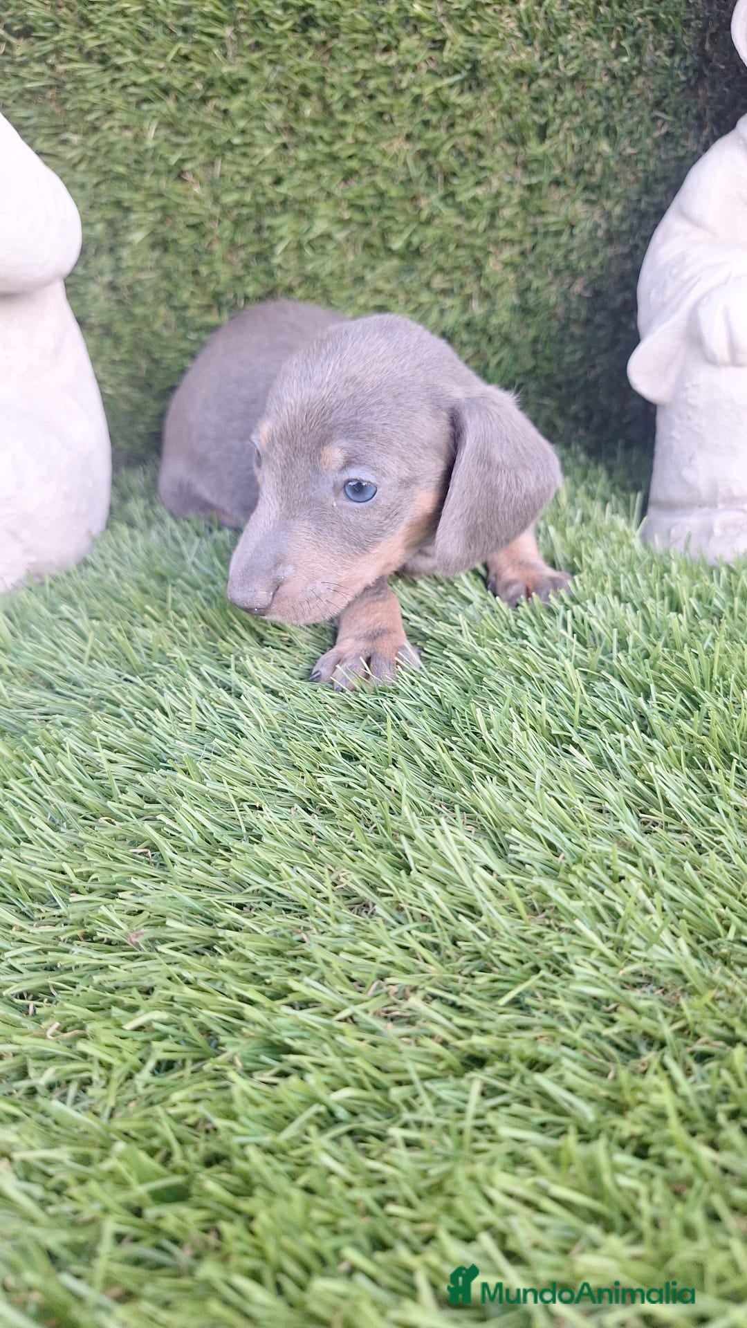 Teckel perros en venta: Teckel Hembra y Macho - Imagen 5