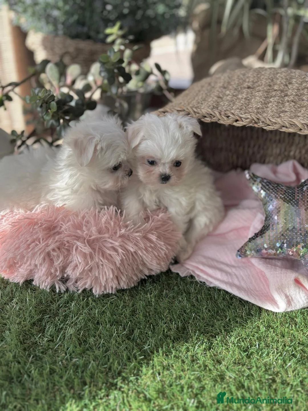 Bichón Maltés perros en venta: Bichon maltés listos para entregar. - Anuncio 13