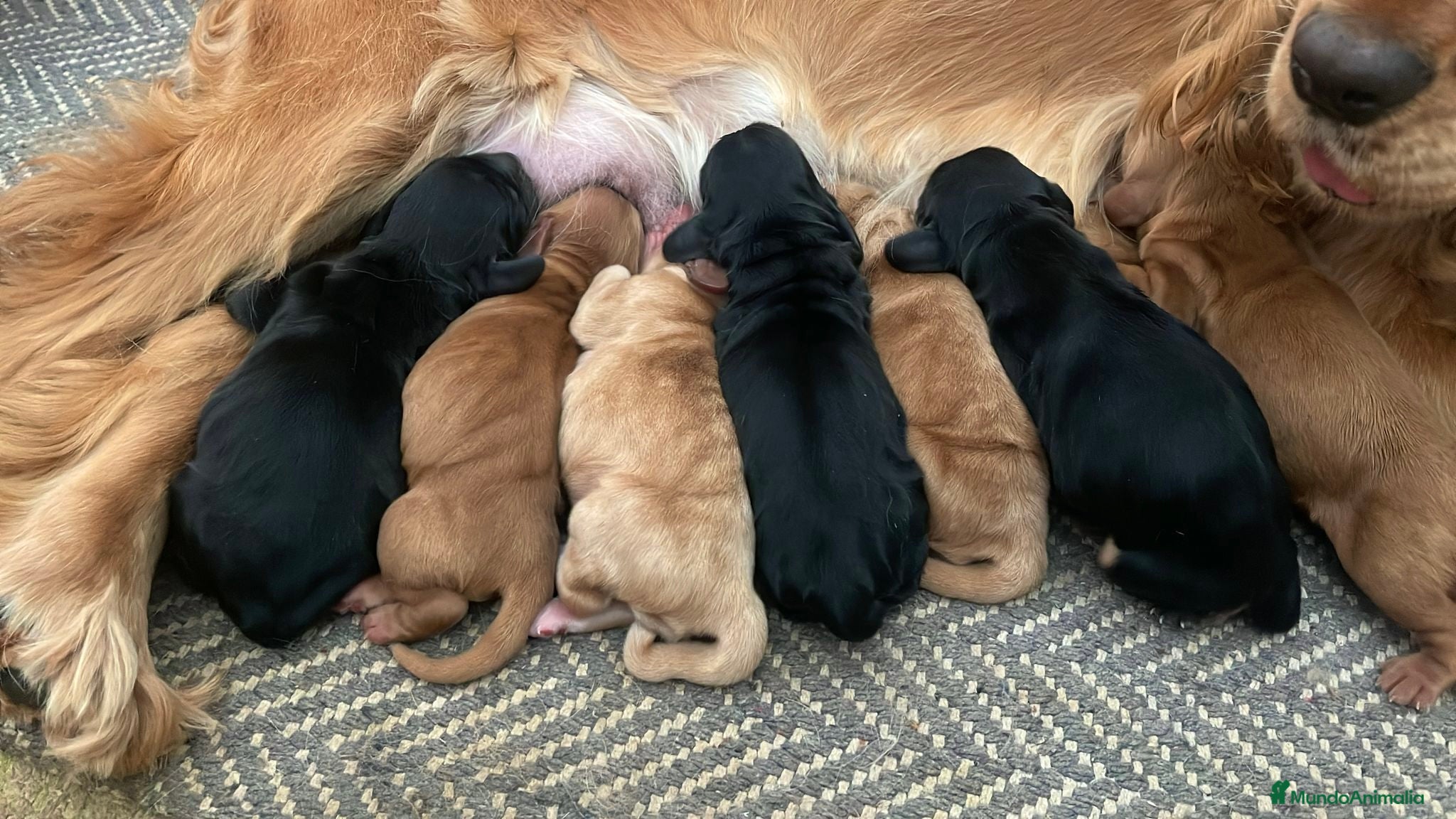 Cocker Spaniel Inglés perros Preciosos cachorros cocker spaniel inglés  - Anuncio 1
