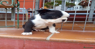Boston Terrier perros en Murcia - Anuncio 1