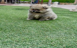 Pomerania perros en venta: Pomeranias calidad - Imagen 3