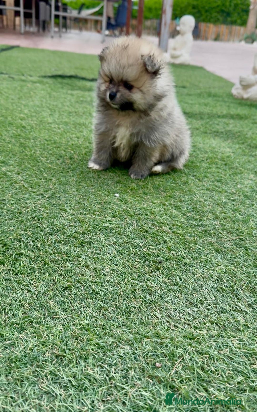 Pomerania perros en venta: Pomeranias calidad - Imagen 3