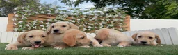 Labrador Retriever perros en venta: LABRADOR RETRIEVER - Anuncio 12
