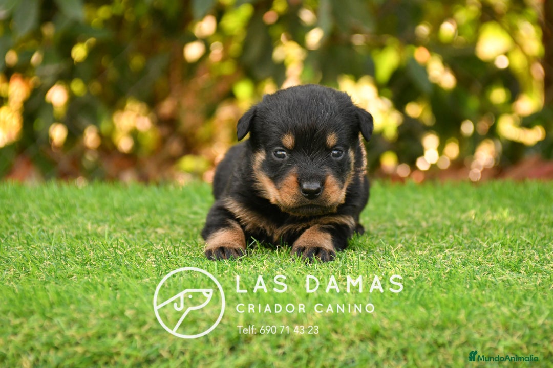 Rottweiler perros en venta: NO SON SIMPLEMENTE CACHORROS DE ROTTWEILER… - Imagen 3