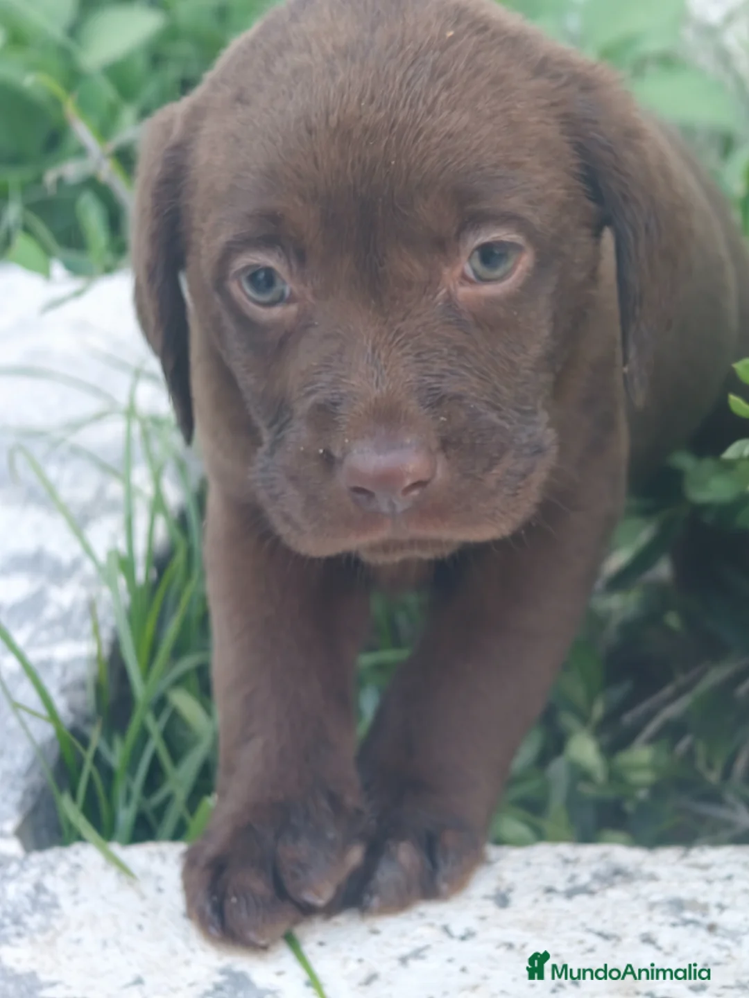 Labrador Retriever perros en venta: Labrador retriever línea inglesa  - Anuncio 6