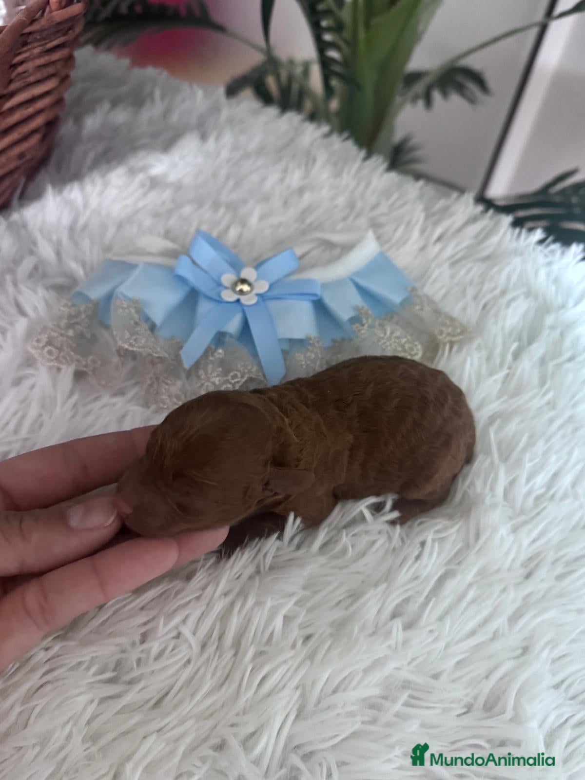 Caniche Toy perros CANICHE ROJO - Anuncio 2