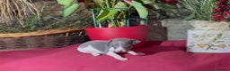 Whippet perros en venta: Whippet blue y Verdino  - Anuncio 19