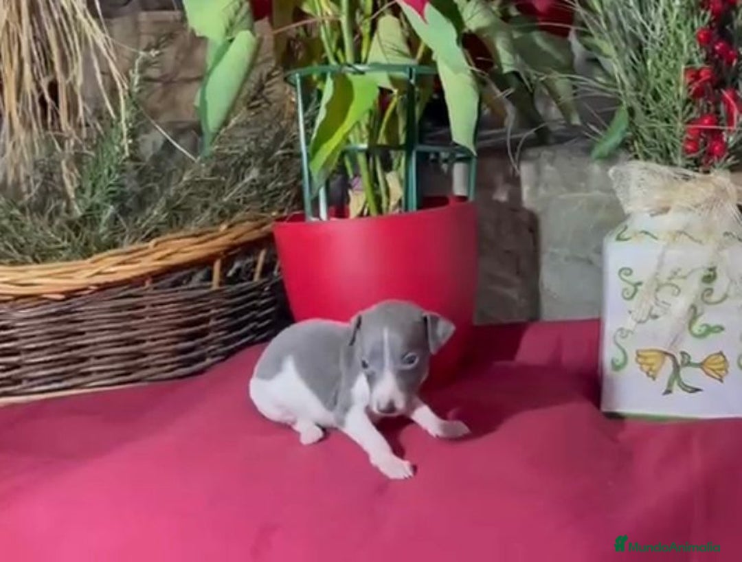 Whippet perros en venta: Whippet blue y Verdino  - Anuncio 19