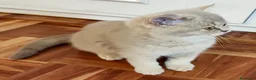 Británico de Pelo Corto gatos en venta: CAMADA DE GATO/AS BRITISH SHORTAIR - Anuncio 8