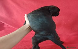 Boxer perros en venta: Bóxer  - Imagen 3
