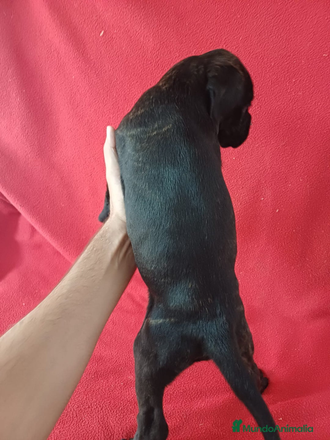 Boxer perros en venta: Bóxer  - Imagen 3