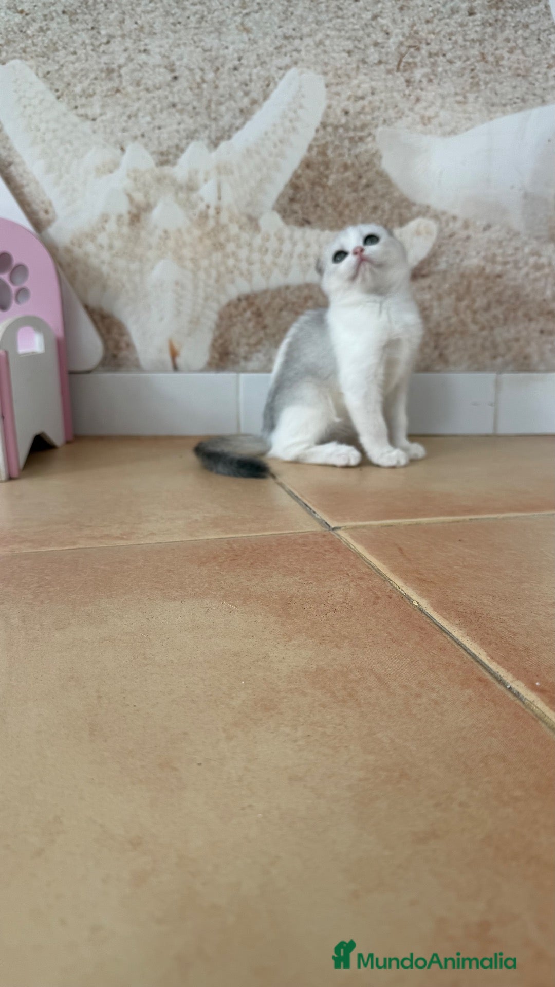 Scottish Fold gatos Scottish  - Anuncio 1