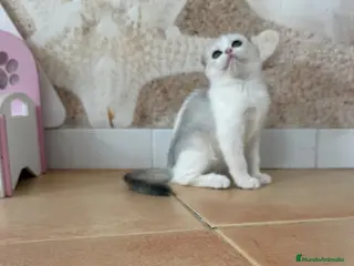 Scottish Fold gatos Scottish - Anuncio 1