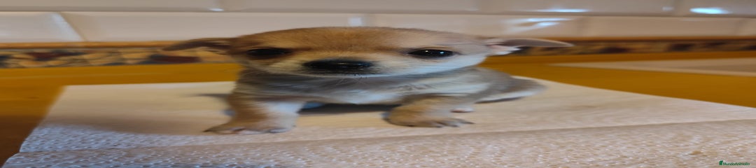 Chihuahua Cachorro 1