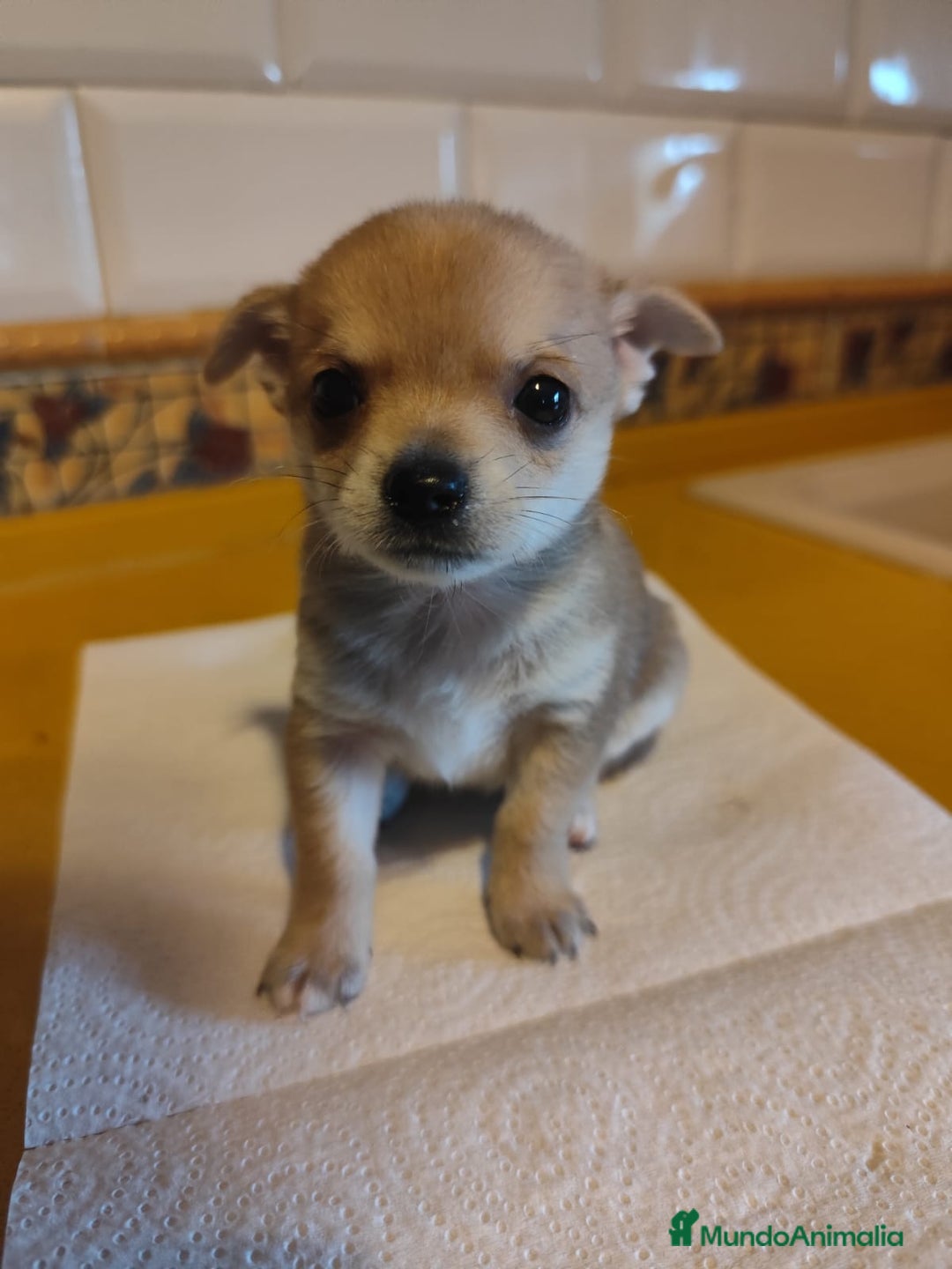 Chihuahua perros en venta: Chihuahua Toy macho preciosos  - Imagen 2