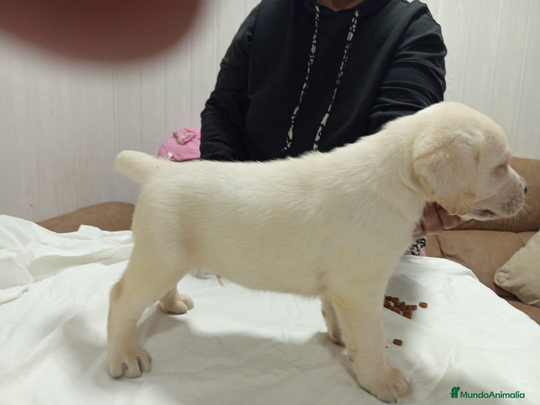 Labrador Retriever perros en venta: Labrador retriever dorado  - Anuncio 6