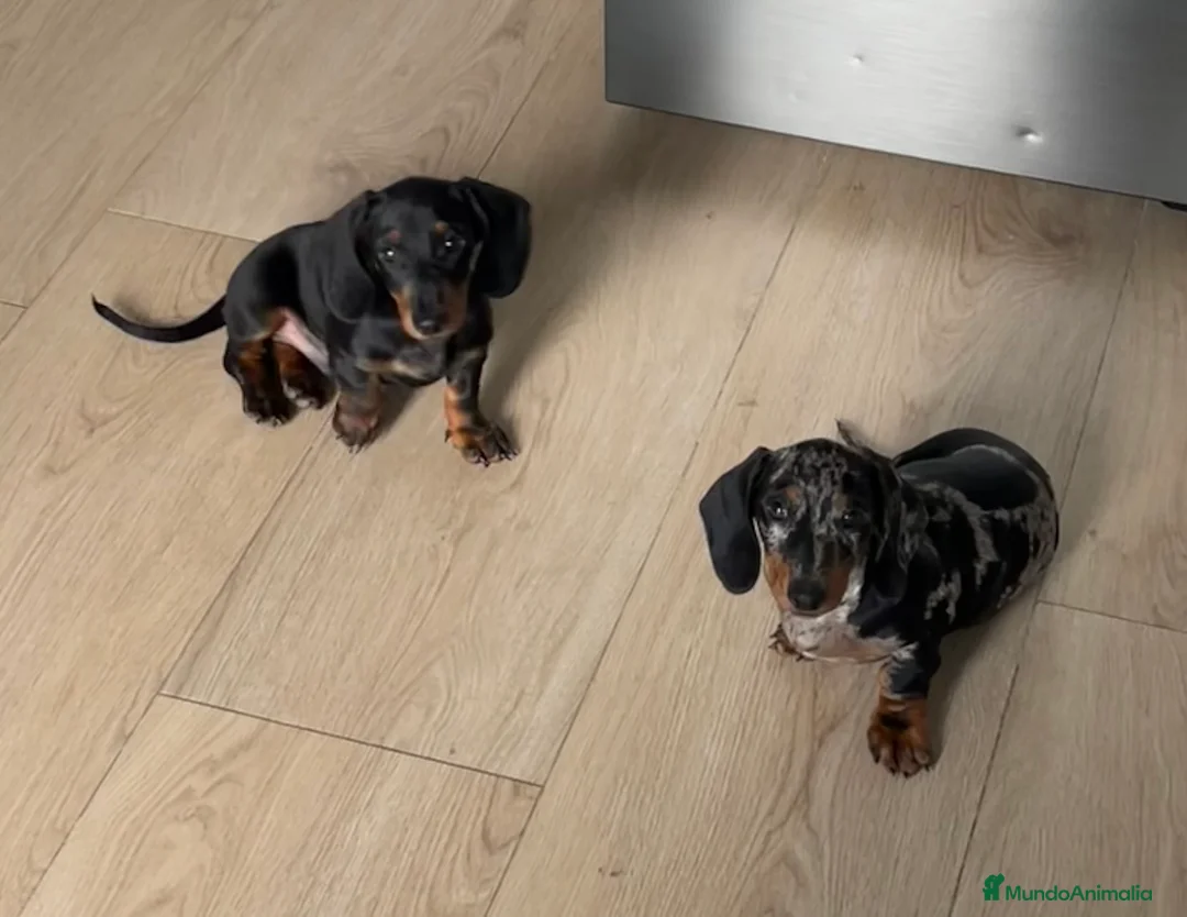 Teckel Miniatura perros en venta:  TECKEL MINI . Arlequin y negro fuego(601144783) - Anuncio 1