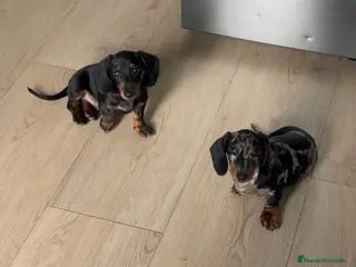 Teckel Miniatura perros TECKEL MINI . Arlequin y negro fuego(601144783) - Anuncio 4